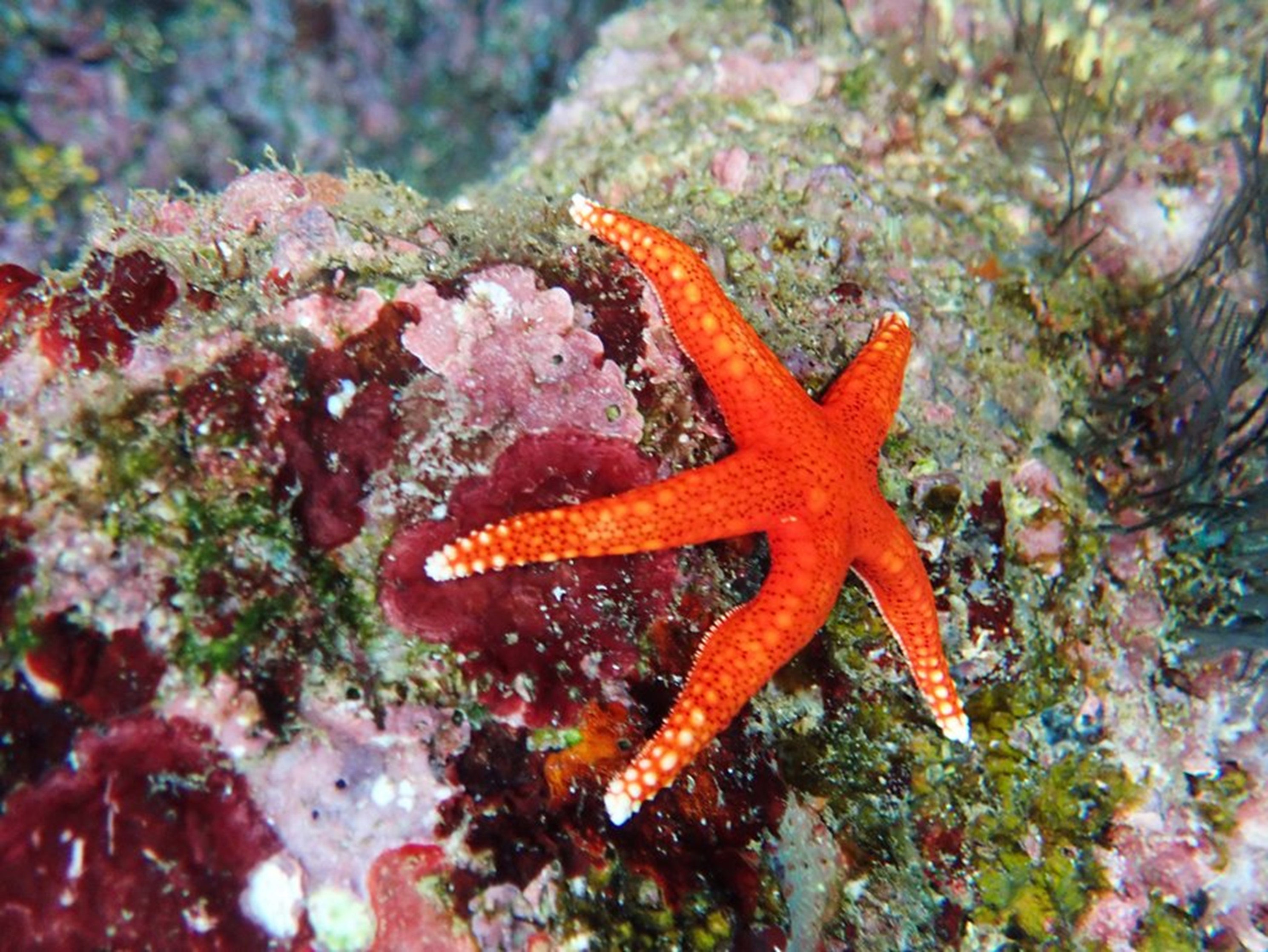 A sea star under the waves in Bali